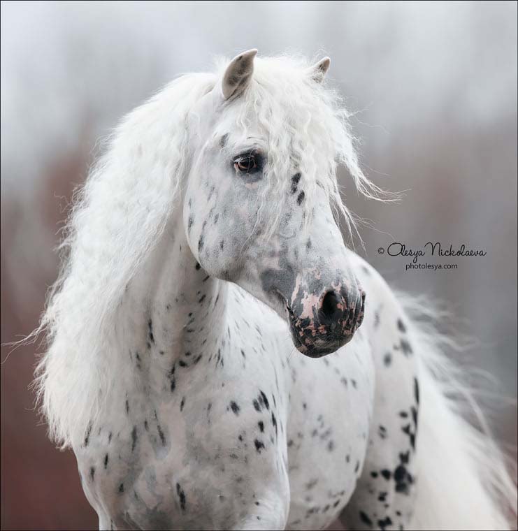 Rafael de Arbat, Klepper Horse Breed @Olesya Nickolaeva Horse Photography